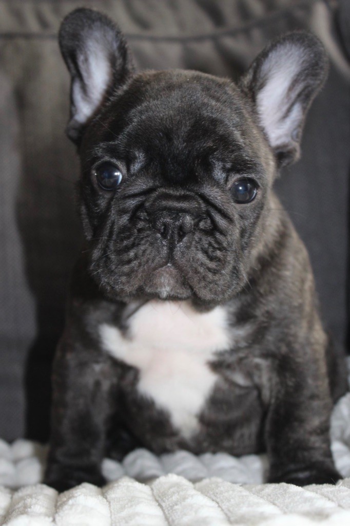 Des P'tites Fées Mélusine - Bouledogue français - Portée née le 14/02/2020